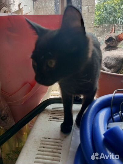 Отдам бесплатно в дар