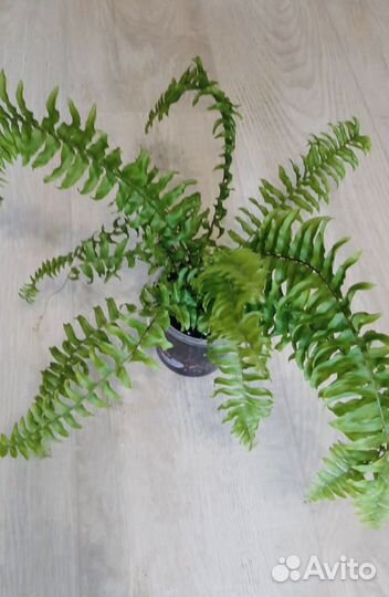 Папоротник нефролепис