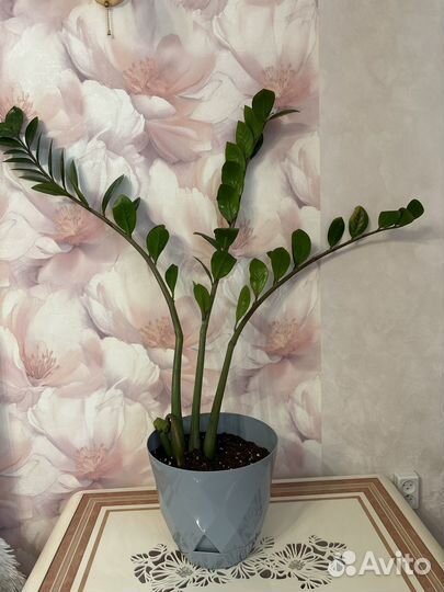 Замиокулькас