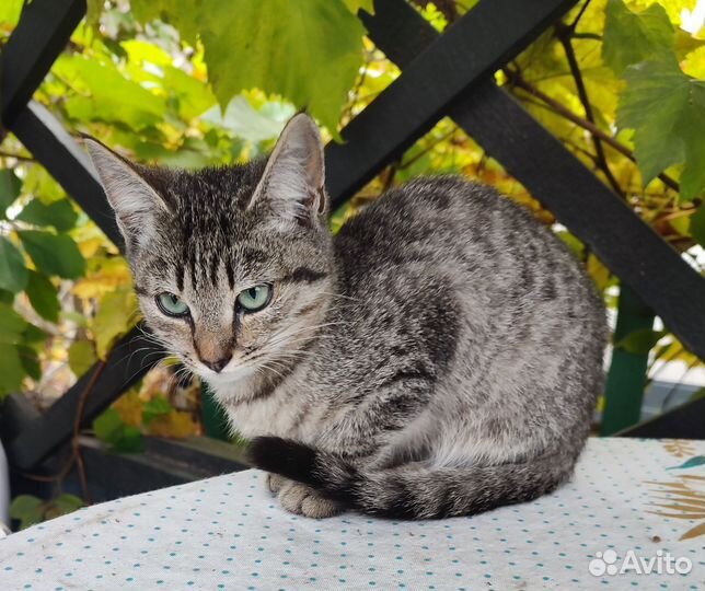 Кошечка в добрые руки