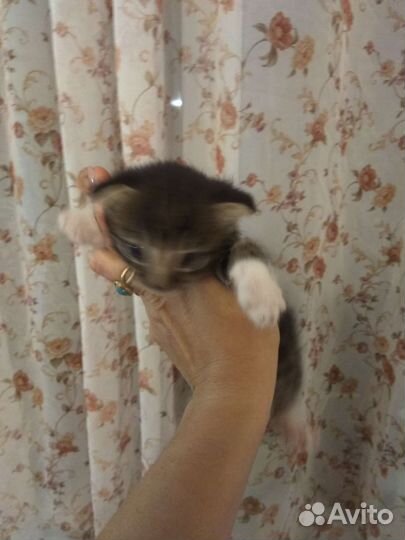 Котята в добрые руки бесплатно