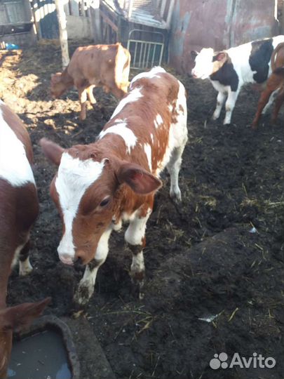 Телята бычки