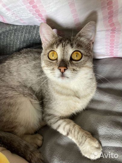 Кошка в дар