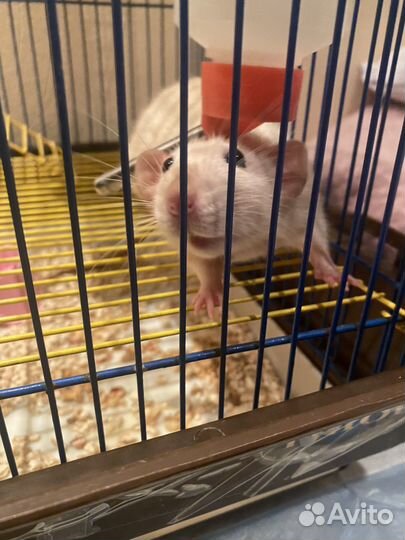 Клетка для грызунов бесплатно отдам