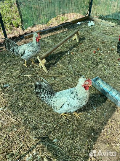 Молодые петухи