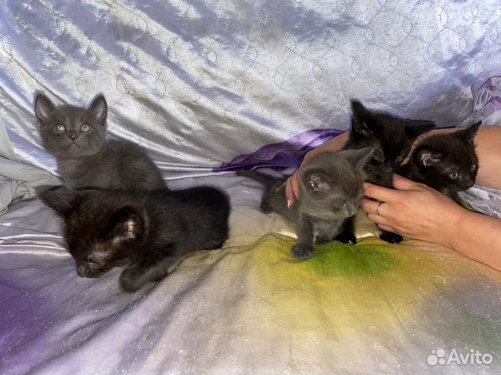 Котята породистые бесплатно