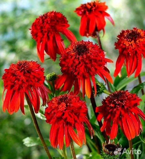 Эхинацеи цветы многолетние