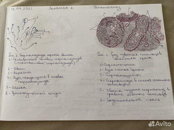 Альбомы для студентов