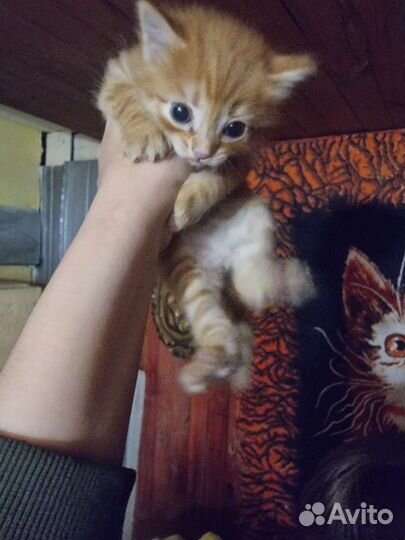 Кошка в дар бесплатно