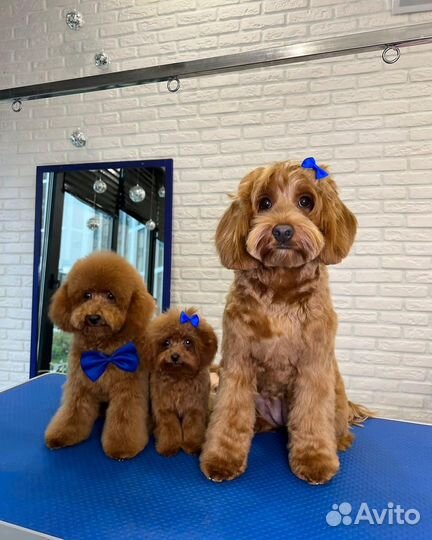 Той-пудель девочки щенки