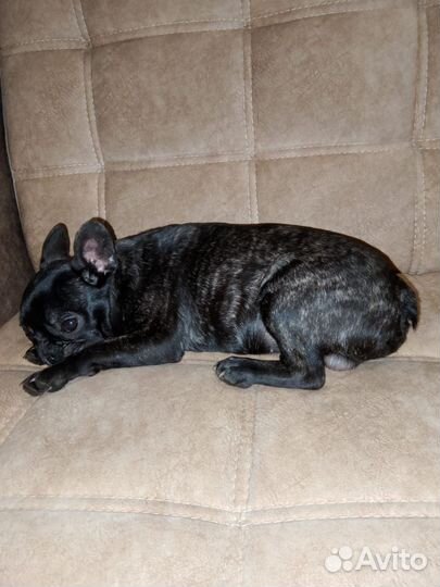 Французик мальчик