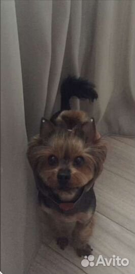 Стрижка Кошек и Собак