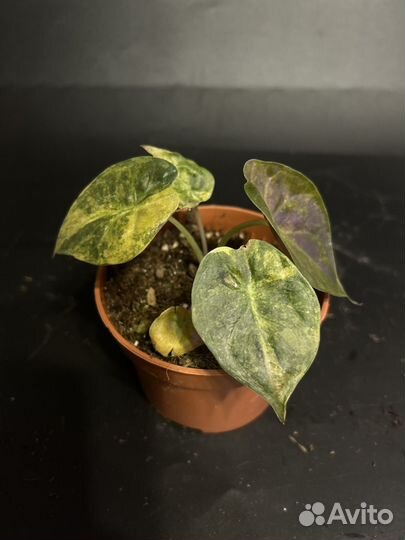 Алокащия венти вар ауреа