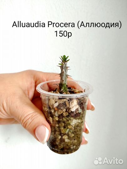 Суккуленты Кактусы