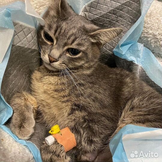 Ветеринарная помощь. Выезд на дом