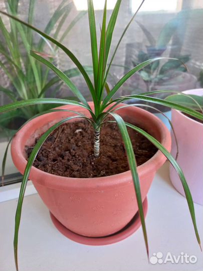 Драцена маргината пальма новая