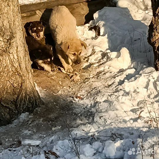 Щенок в дар