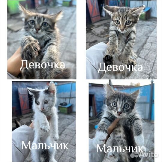 Котята в добрые руки