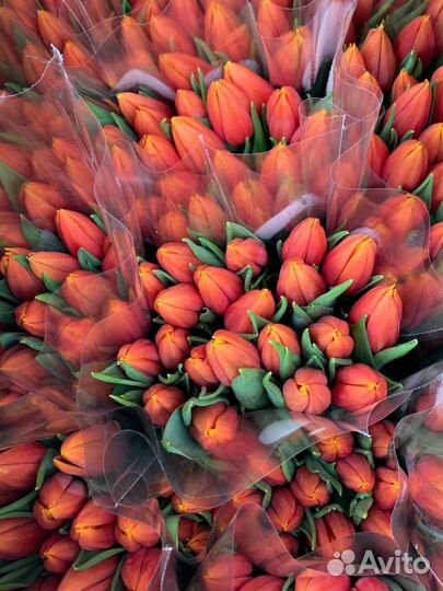 Тюльпаны к 8 марта в розницу