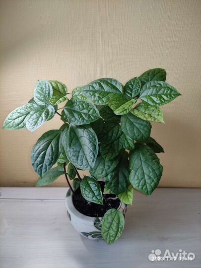 Клеродендрум,жасмин,циперус,пеперомия,пальма,фикус