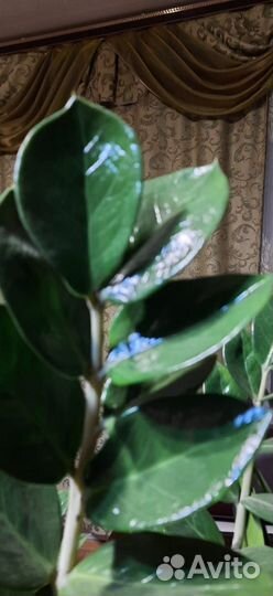 Цветок для дома или офиса