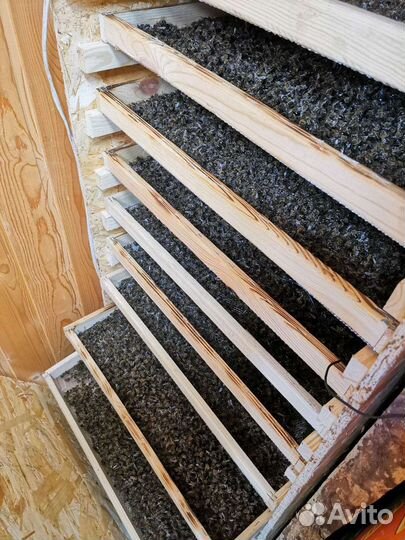 Пчелиный подмор