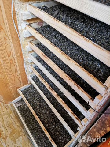 Пчелиный подмор