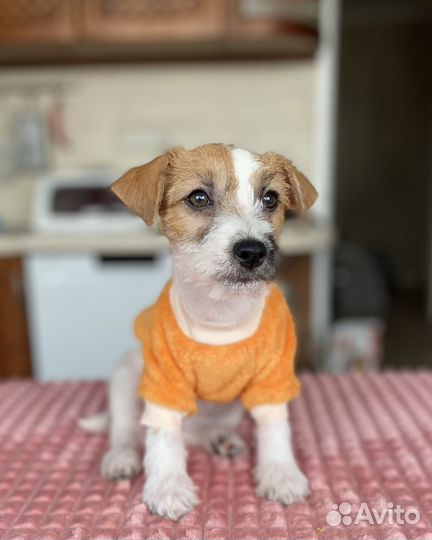Щенок джек рассел (девочка)