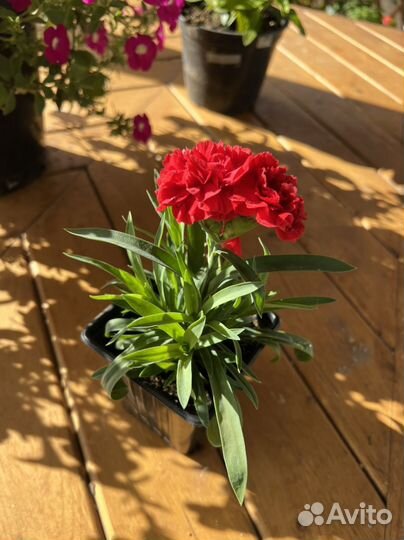 Гводика многолетняя вегетативная