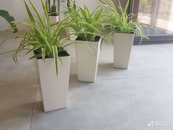 Хлорофитум