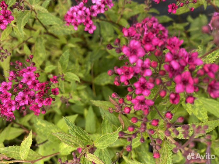 Спирея Антони Ватерер