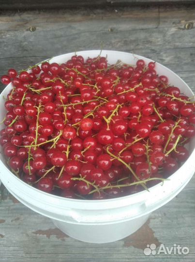 Красная смородина