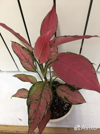 Аглаонема Черри Беби и детка Сильвер Куин