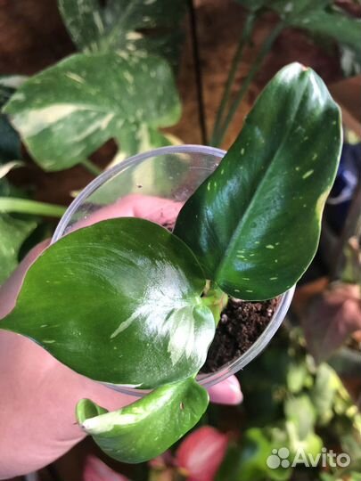 Филодендрон белая принцесса с розовым