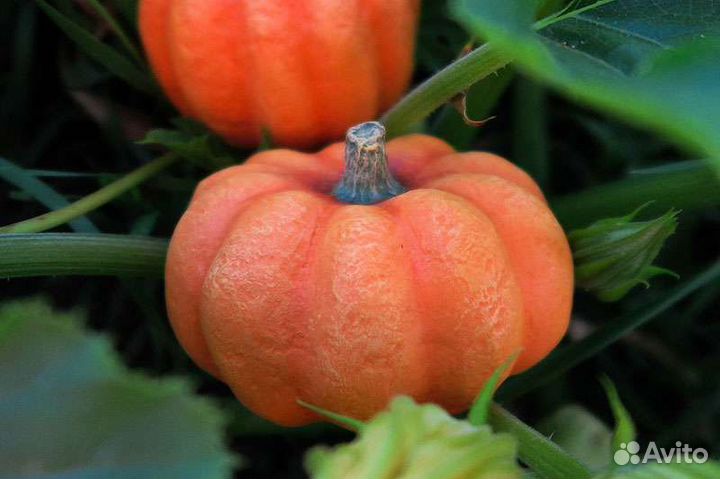 Тыквы для декора