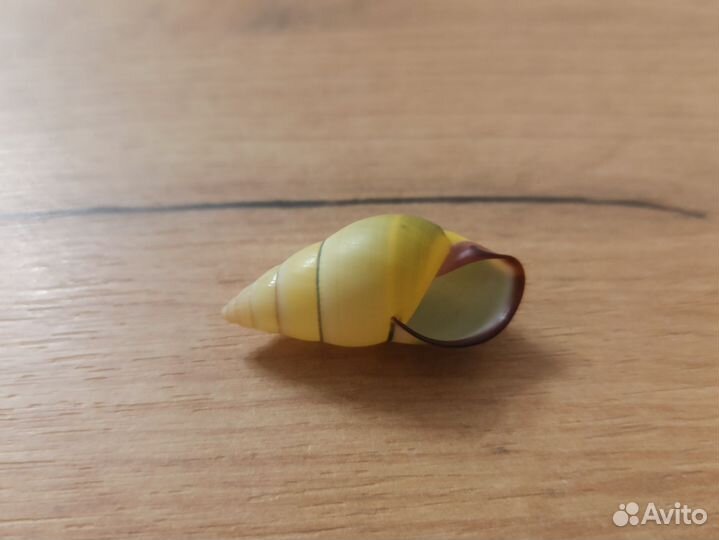 Морская раковина