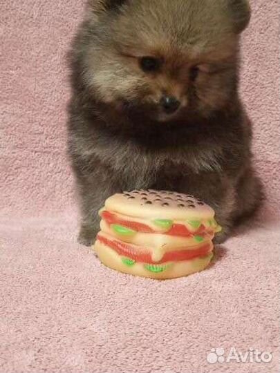 Немецкий шпиц - щенки две девочки