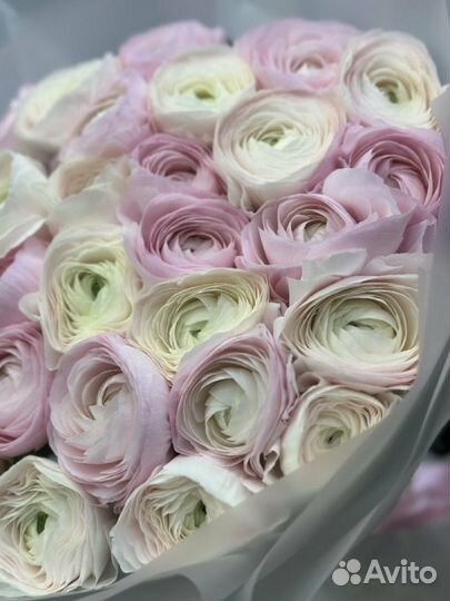 Ранункулюсы цветы