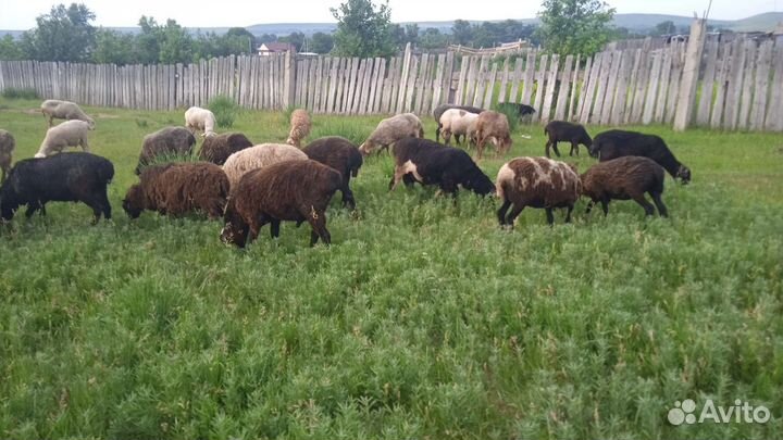 Овцы бараны баранина