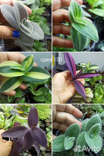 Традисканции, коллизии