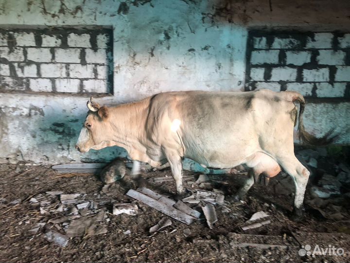 Корова с теленком