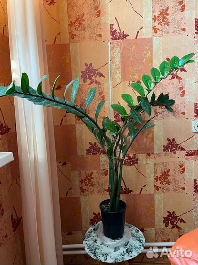 Замиокулькас без горшка