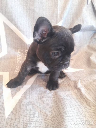 Продажа щенков