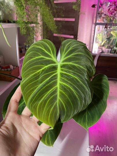 Комнатные растения