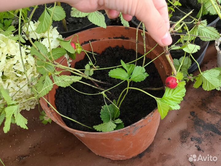 Индийская земляника дюшенея