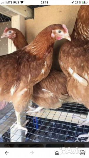 Отборные курочки ломан браун 2мес