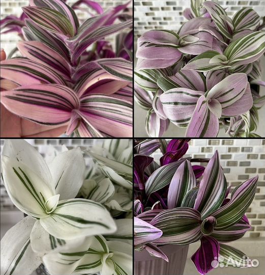 Традесканция (разные сортовые разновидности)