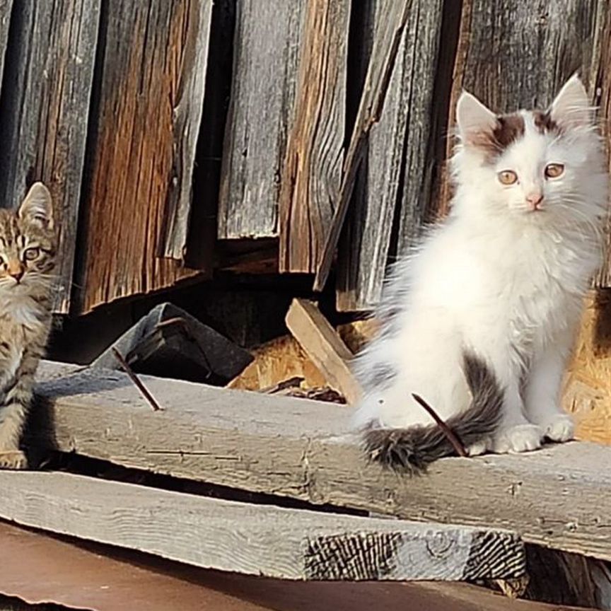 Отдам котят девочку и мальчика в добрые руки