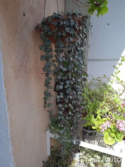 Церопегии Вуда 5 сортов.Суккуленты