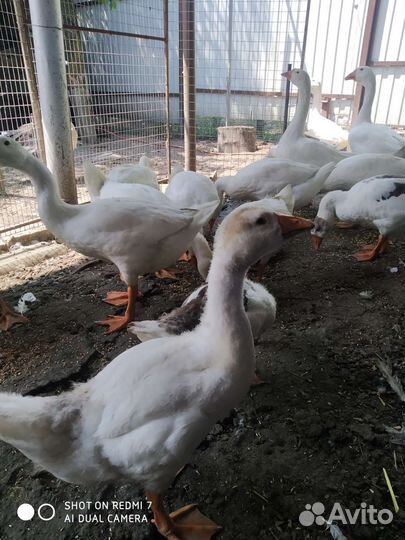 Гусята домашние